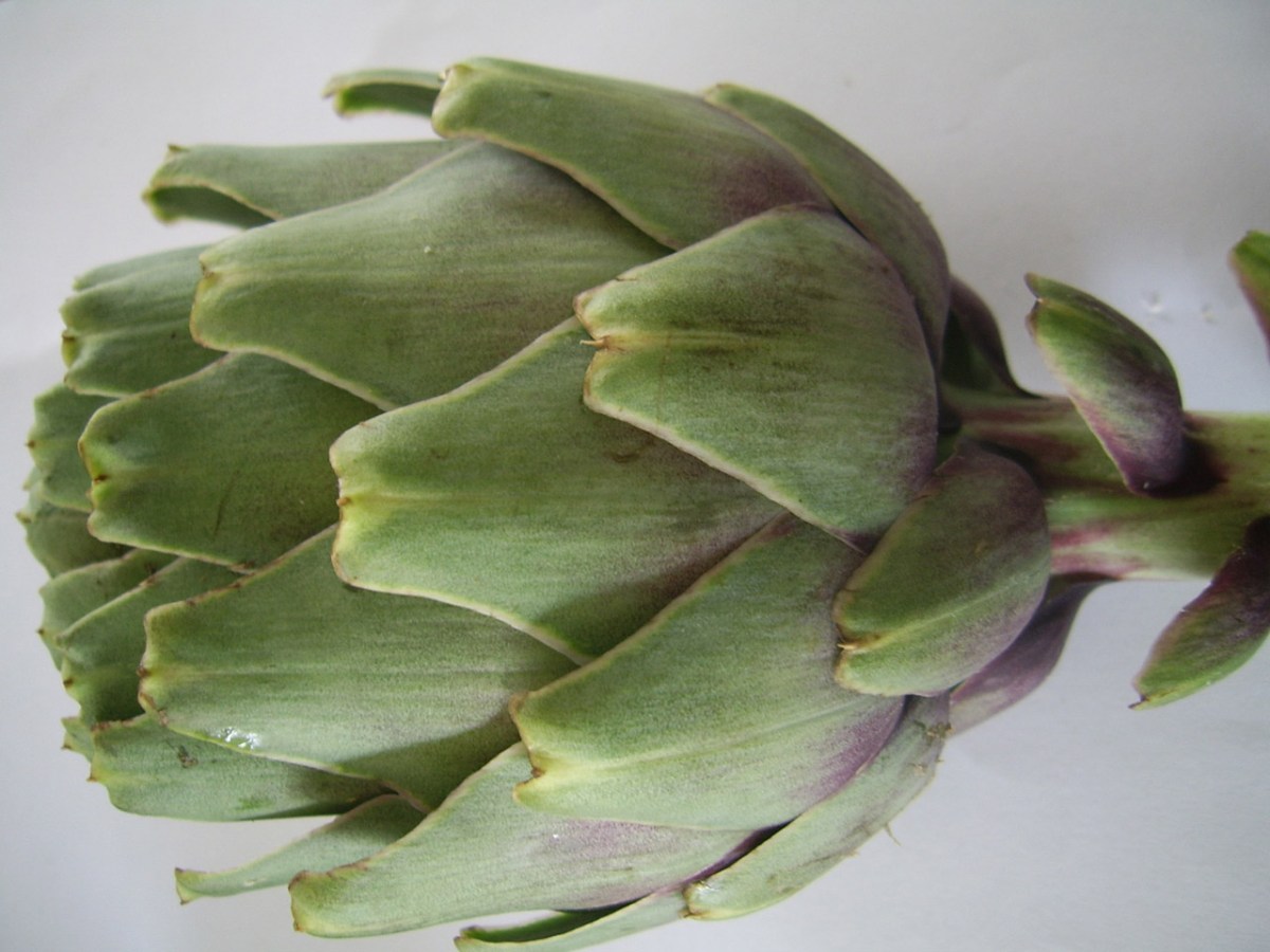 artichoke-1305212431k3n